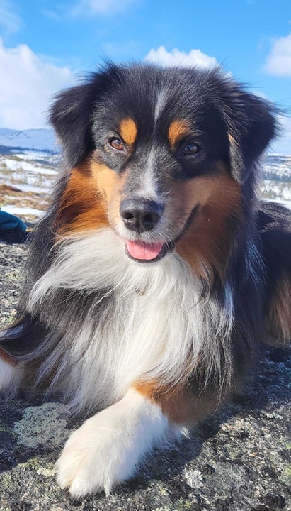Frodo